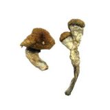 buy shrooms Essex