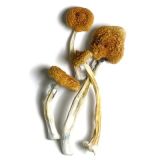 Order Magic mushrooms uk