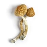 magic mushrooms online shop uk