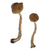 purchase magic mushrooms near me