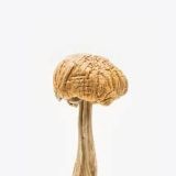 magic mushrooms online shop uk
