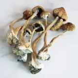 most reliable psilocybin mushroom seller