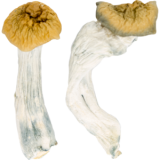 magic mushrooms online shop uk