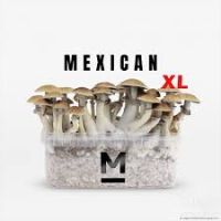 Mondo Grow Kit Mexican