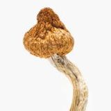 magic mushrooms online shop uk