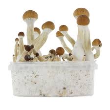 FreshMushrooms grow kit Golden Teacher