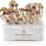 Fresh Mushrooms grow kit Starter Set