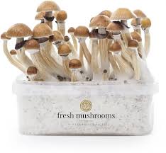 Fresh Mushrooms grow kit Starter Set