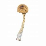 magic mushrooms online shop uk