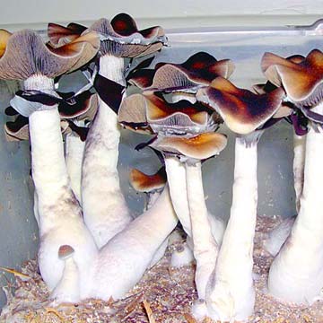 South Africa Transkei Spores